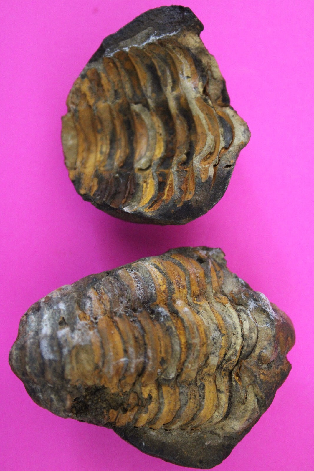 Authentic Trilobite Geode Real Fossil 450 Million Years Old Dinosaur Girl COA 19