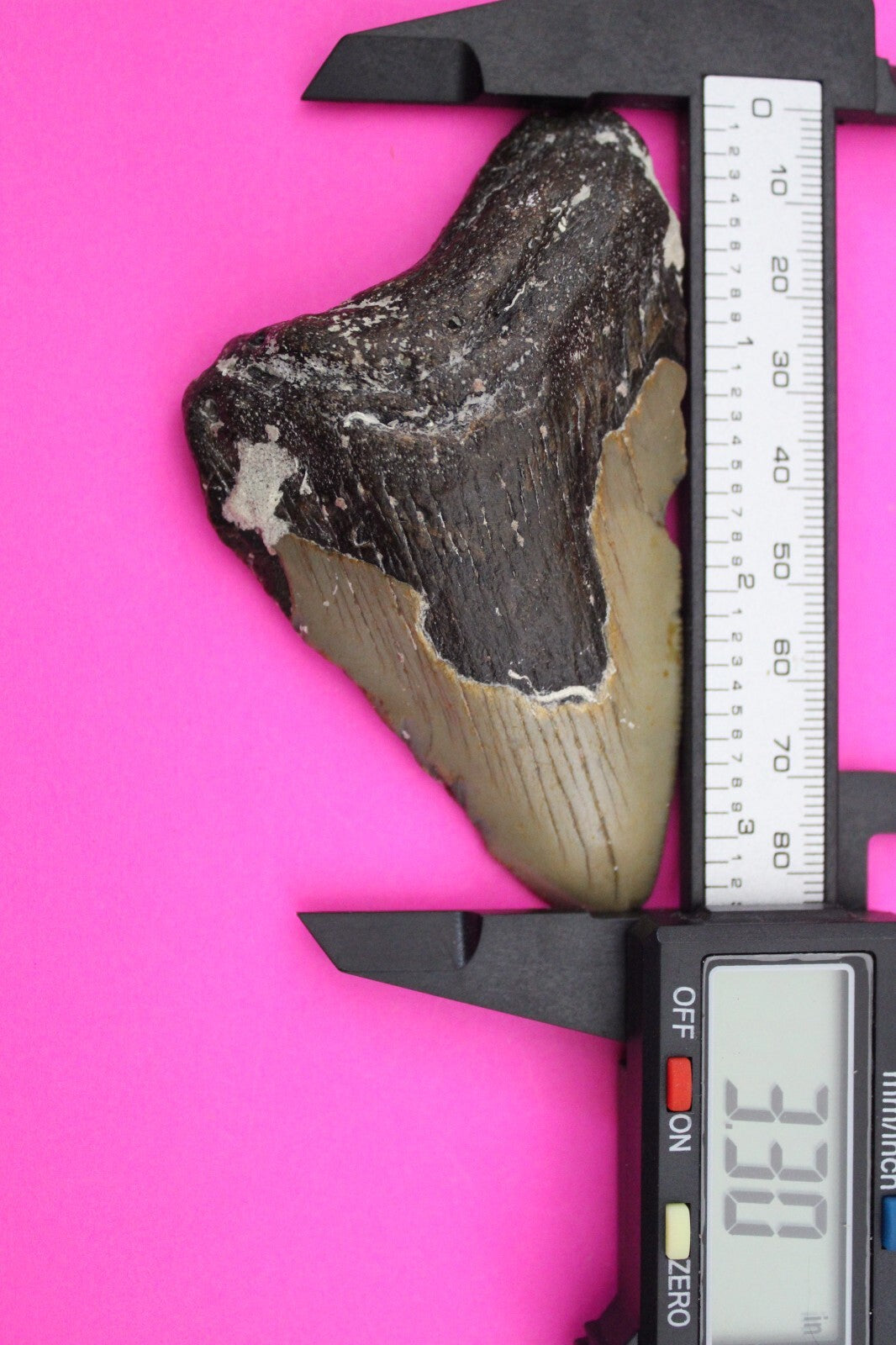 Authentic Megalodon Shark Tooth 3.3 Inches 61 Grams Fossil Dino Girl COA M22