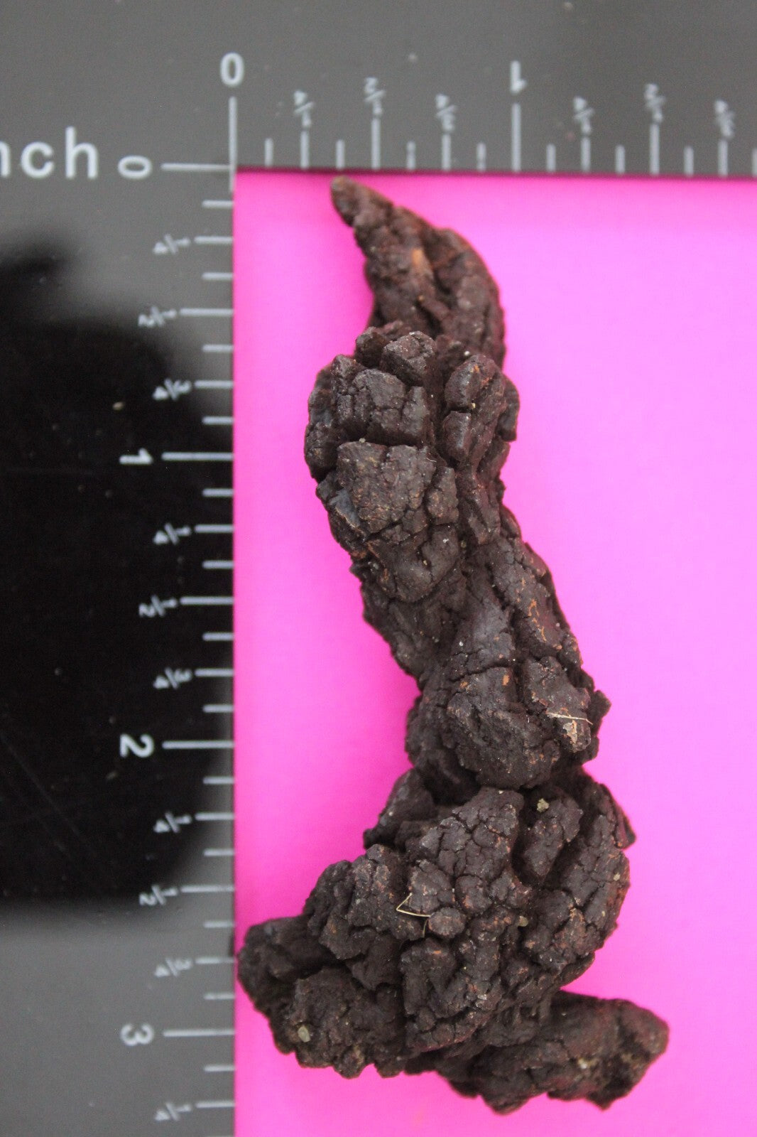 Giant Lizard Poop 5 Million Years Old Genuine Real Fossil Dinosaur Girl COA S08