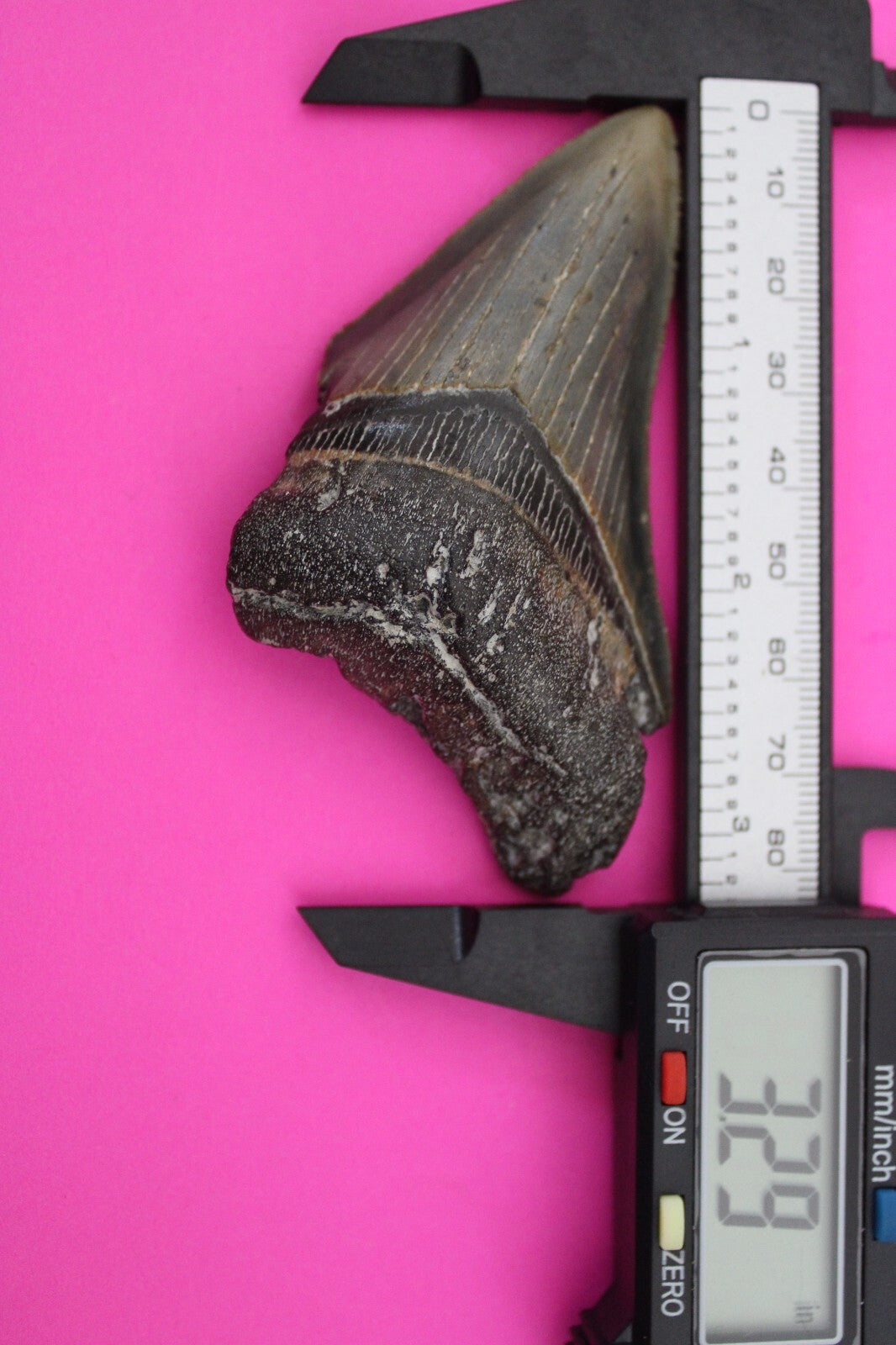 Authentic Megadolon Shark Tooth 3.29 Inch 66 Grams Fossil Dinosaur Girl COA M18