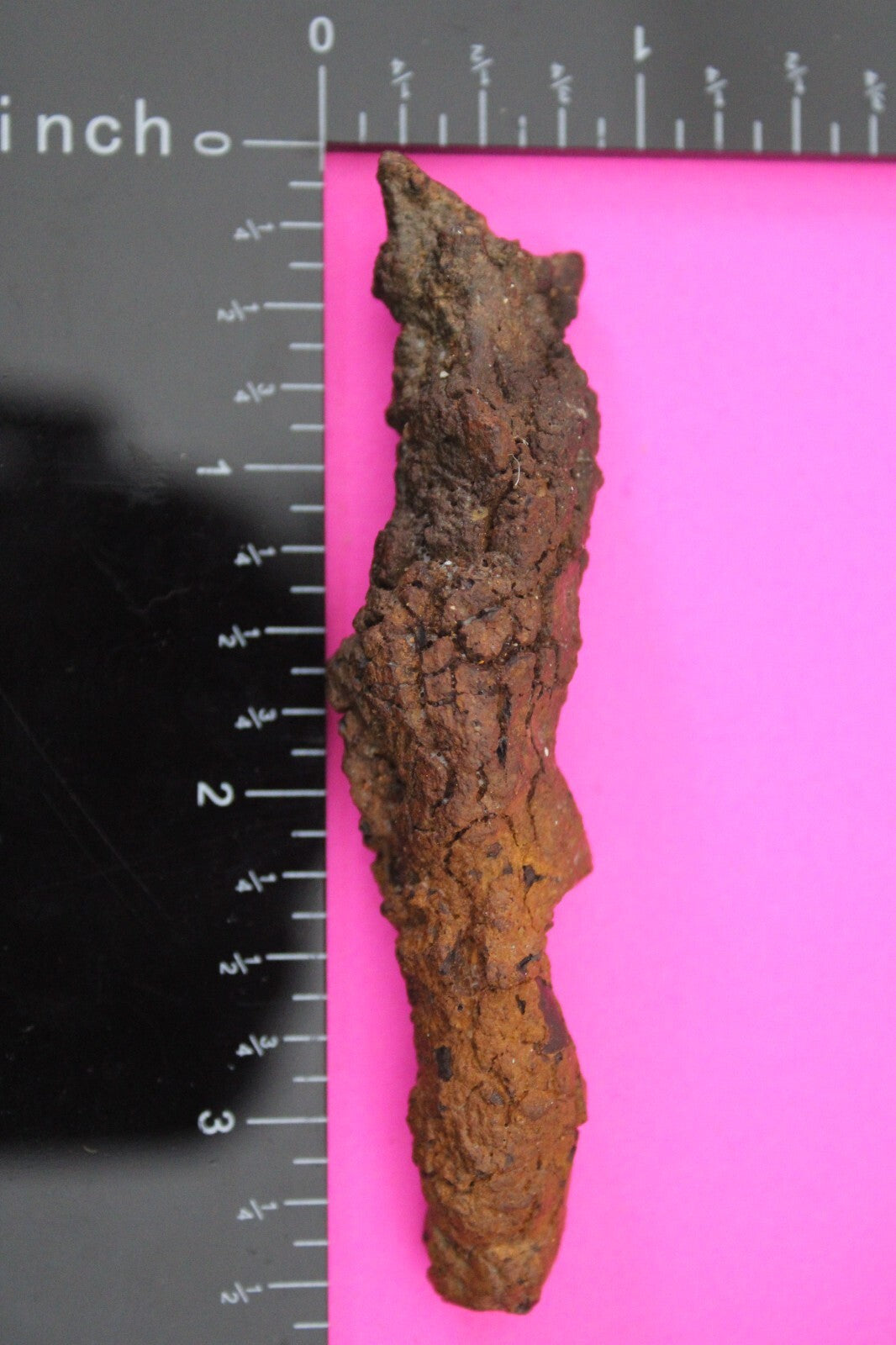 Giant Lizard Poop 5 Million Years Old Genuine Real Fossil Dinosaur Girl COA S63