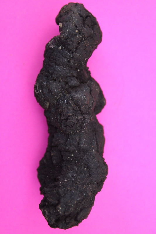 Giant Lizard Poop 5 Million Years Old Genuine Real Fossil Dinosaur Girl COA L17