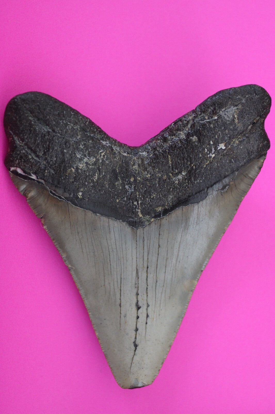 Authentic Megadolon Shark Tooth 4.55 Inch 164 Grams Fossil Dinosaur Girl COA M34