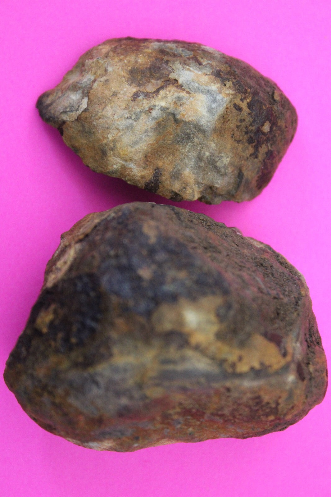 Authentic Trilobite Geode Real Fossil 450 Million Years Old Dinosaur Girl COA 08