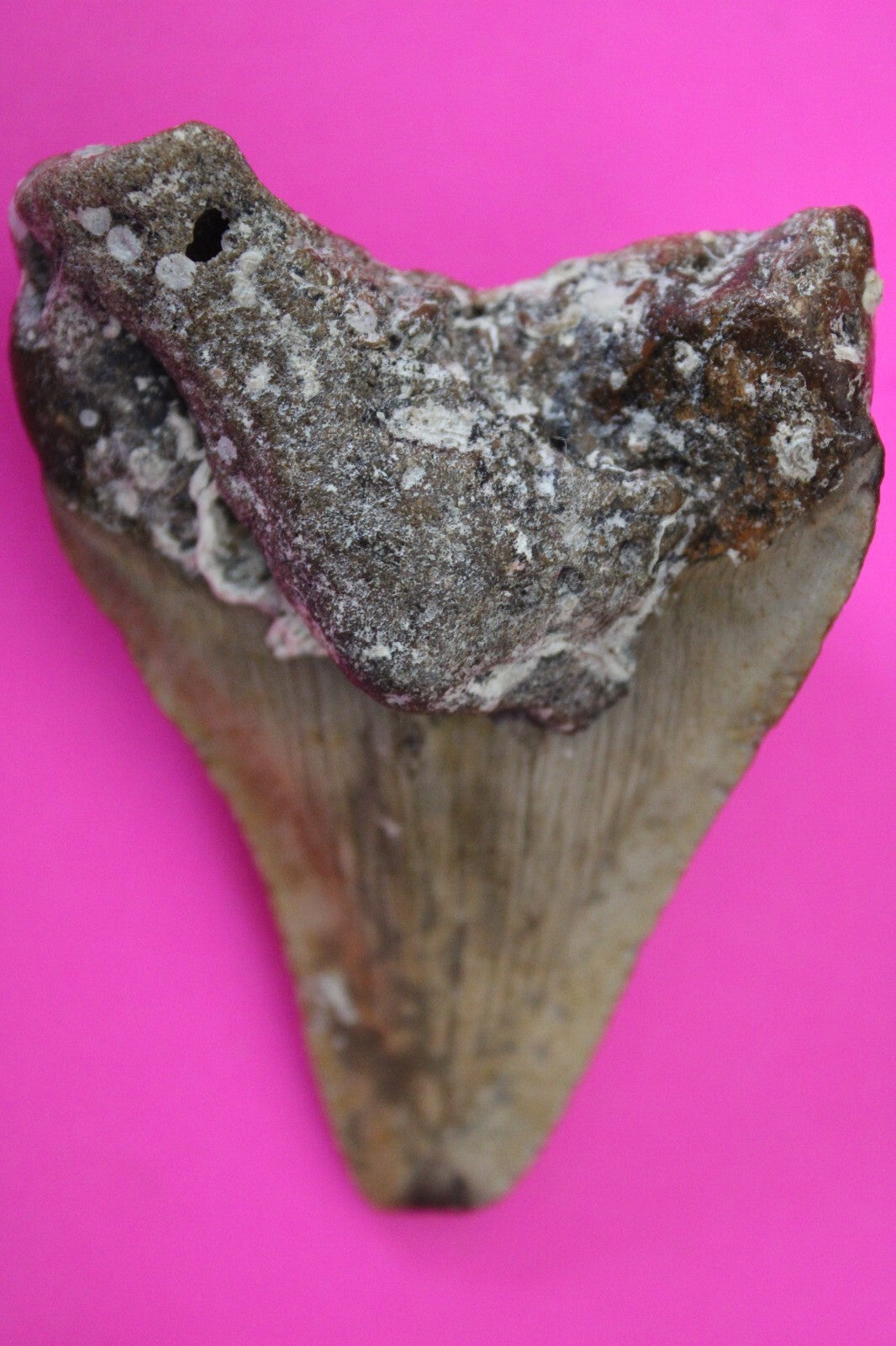 Authentic Megadolon Shark Tooth 2.94 Inch 73 Grams Fossil Dinosaur Girl COA M17