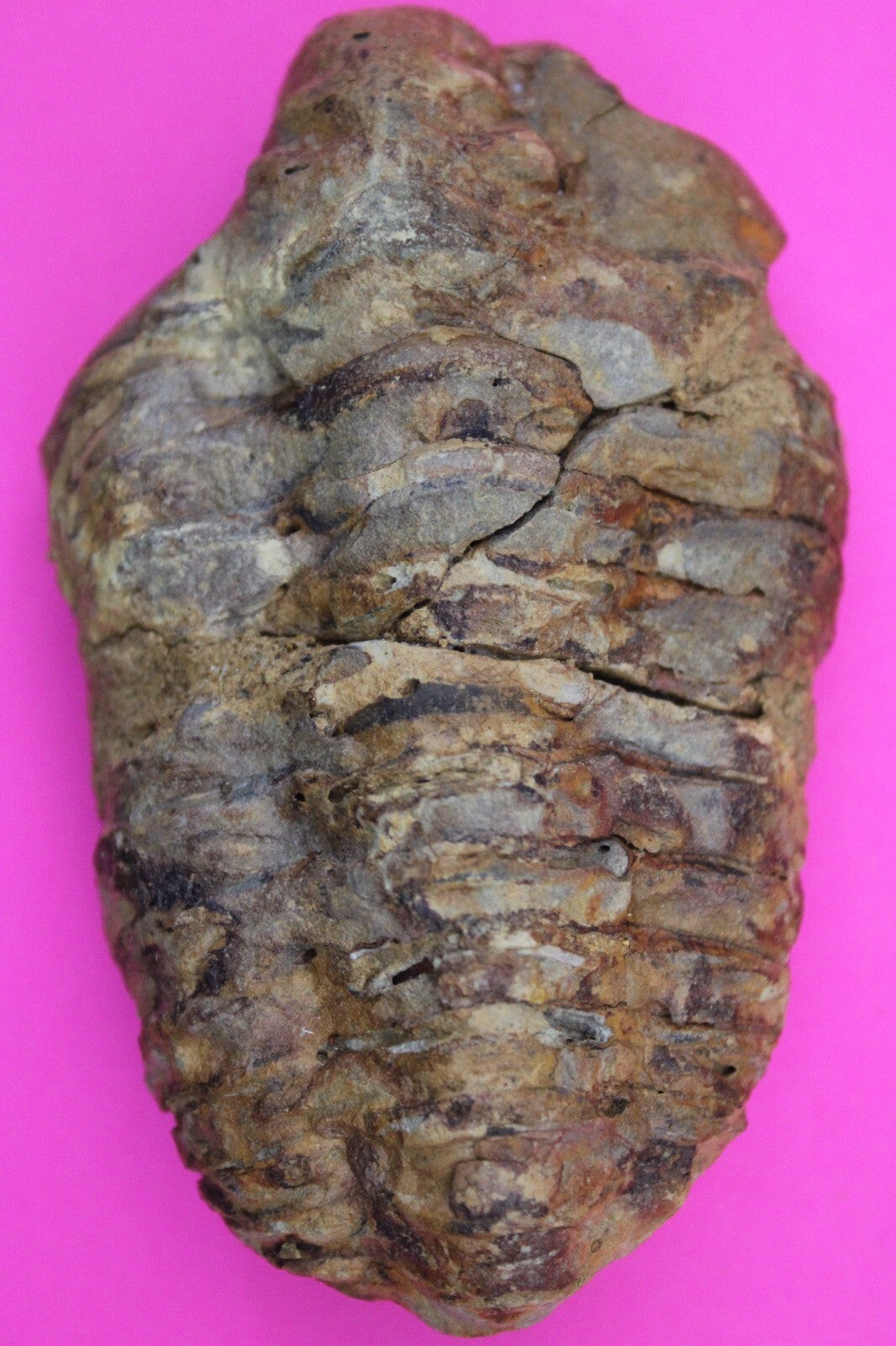 Authentic Trilobite Fossil 450 Million Years Old Genuine Dinosaur Girl COA 88