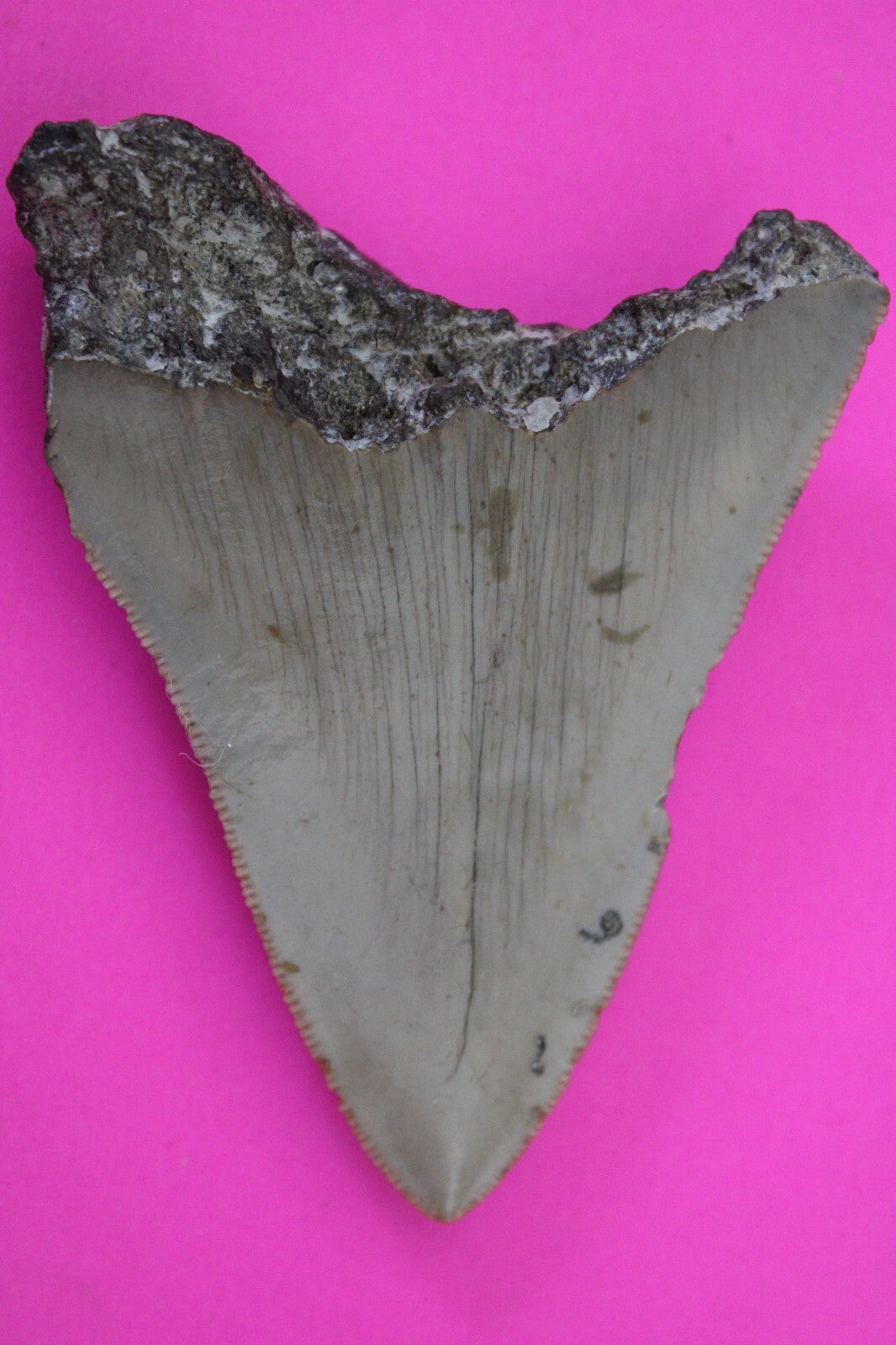 Authentic Megadolon Shark Tooth 2.86 Inch 43 Grams Fossil Dinosaur Girl COA M59
