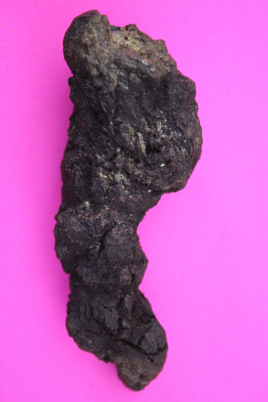 Giant Lizard Poop 5 Million Years Old Genuine Real Fossil Dinosaur Girl COA S02