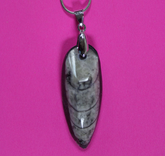 Authentic Orthoceros Necklace Fossil 500 Million Years Old Dinosaur Girl COA 72