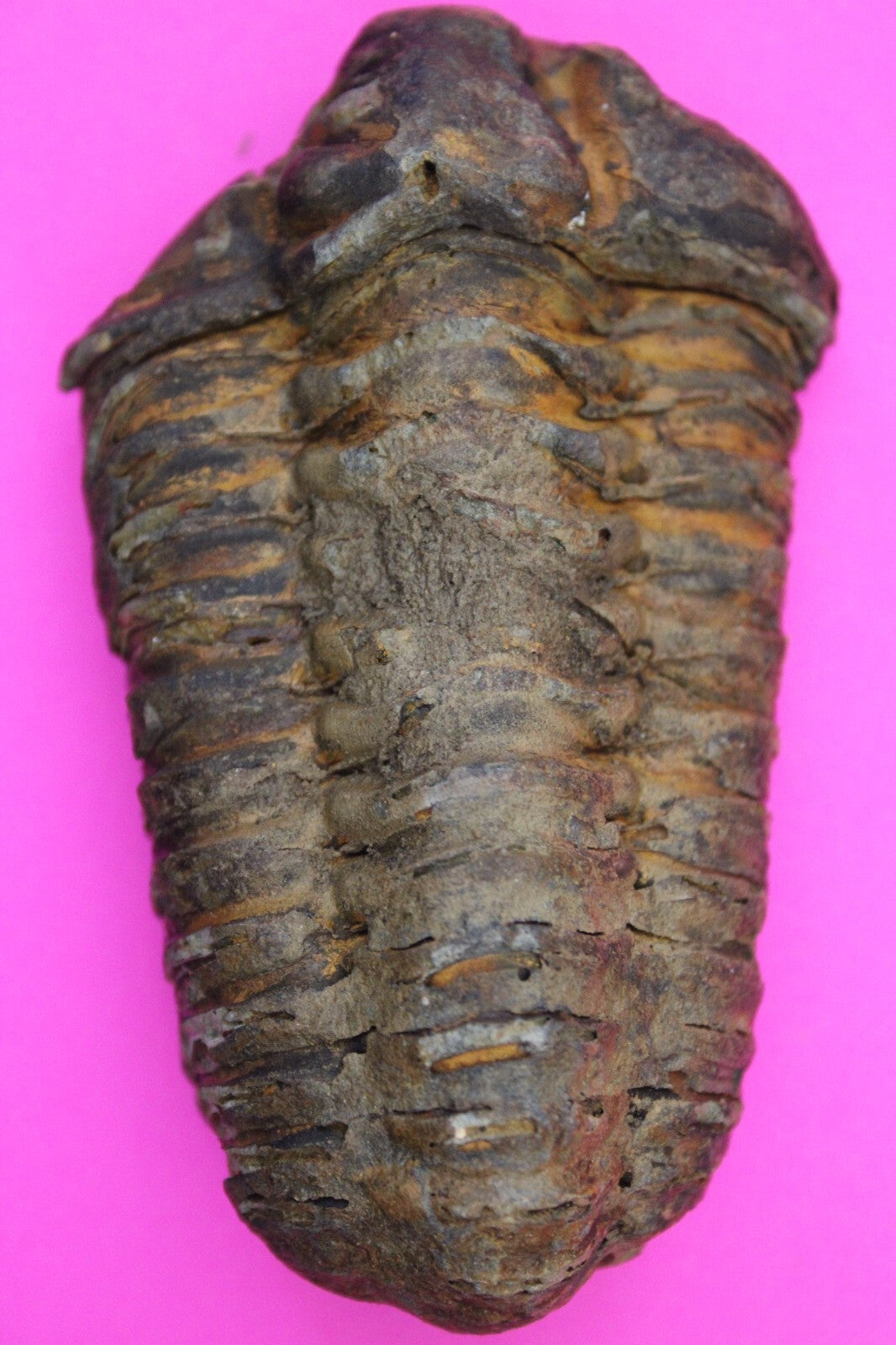 Authentic Trilobite Fossil 450 Million Years Old Genuine Dinosaur Girl COA 25