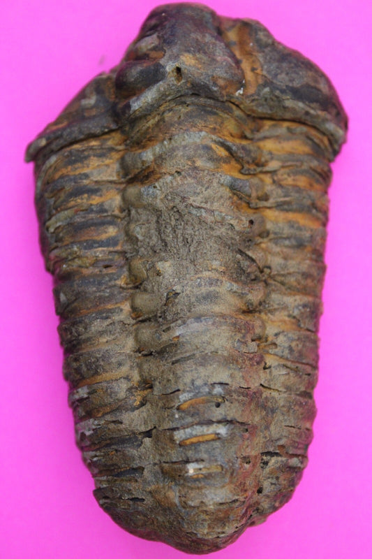 Authentic Trilobite Fossil 450 Million Years Old Genuine Dinosaur Girl COA 25