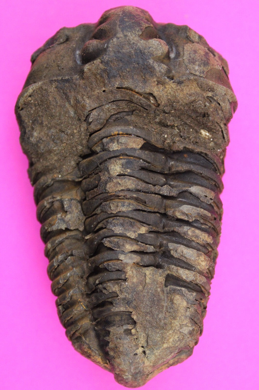 Authentic Trilobite Fossil 450 Million Years Old Genuine Dinosaur Girl COA 47