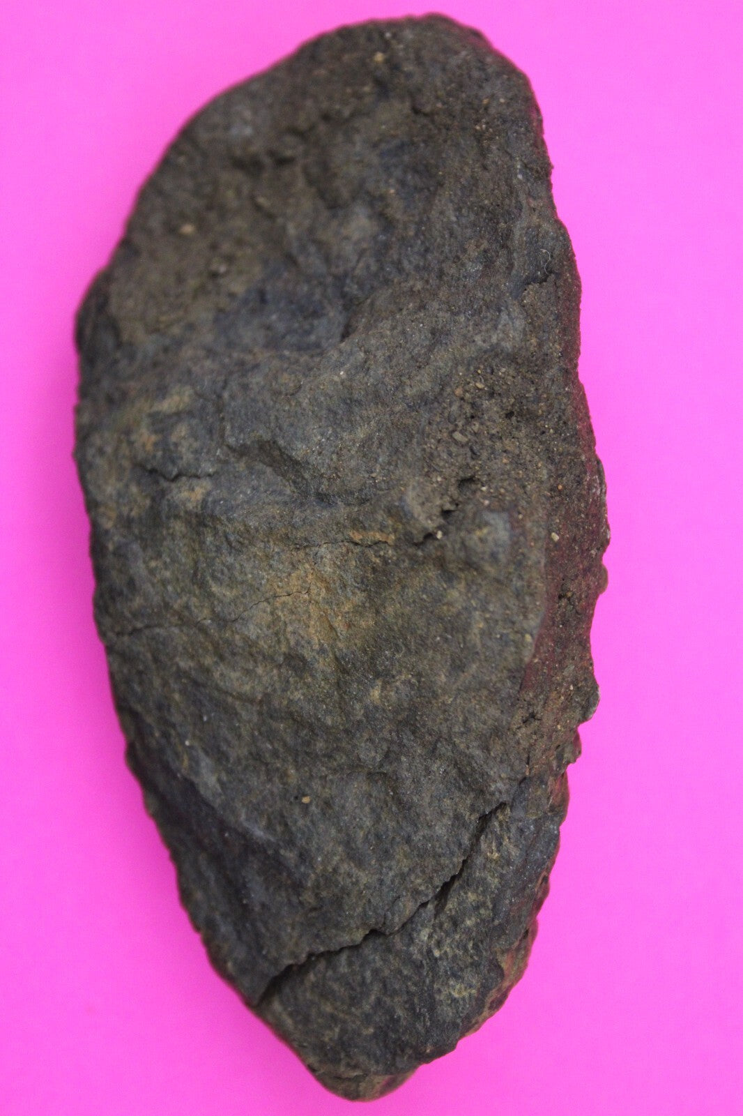 Authentic Trilobite Fossil 450 Million Years Old Genuine Dinosaur Girl COA 23