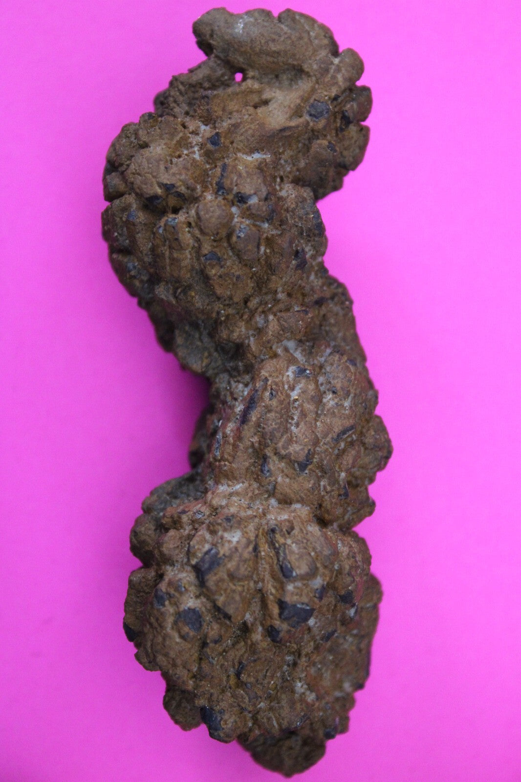 Giant Lizard Poop 5 Million Years Old Genuine Real Fossil Dinosaur Girl COA L27