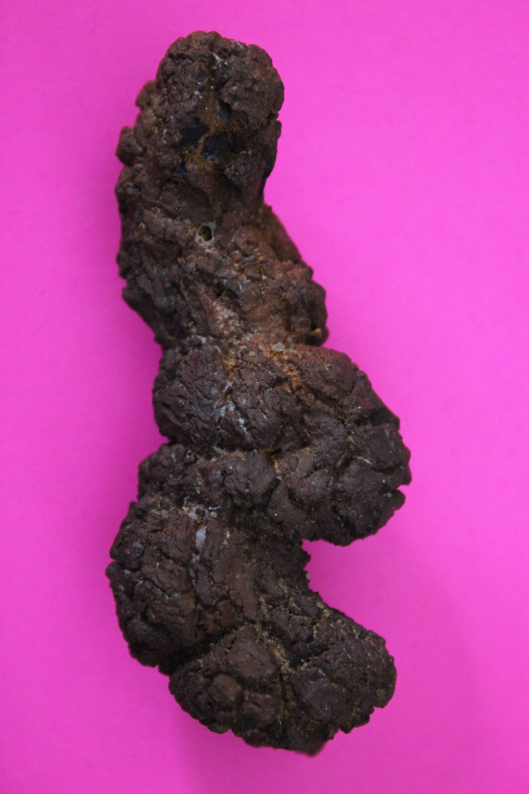 Giant Lizard Poop 5 Million Years Old Genuine Real Fossil Dinosaur Girl COA S45