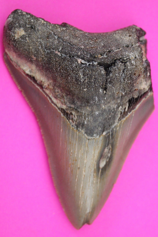 Authentic Megadolon Shark Tooth 3.44 Inch 96 Grams Fossil Dinosaur Girl COA M55