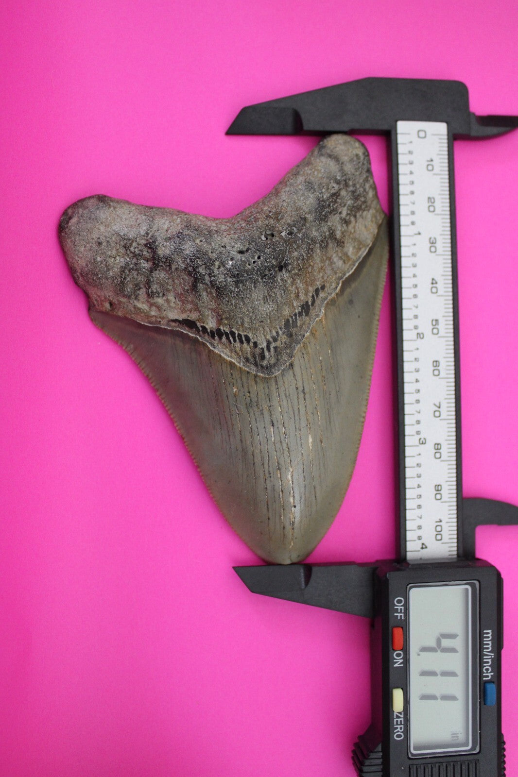 Authentic Megadolon Shark Tooth 4.11 Inch 112 Grams Fossil Dinosaur Girl COA M35