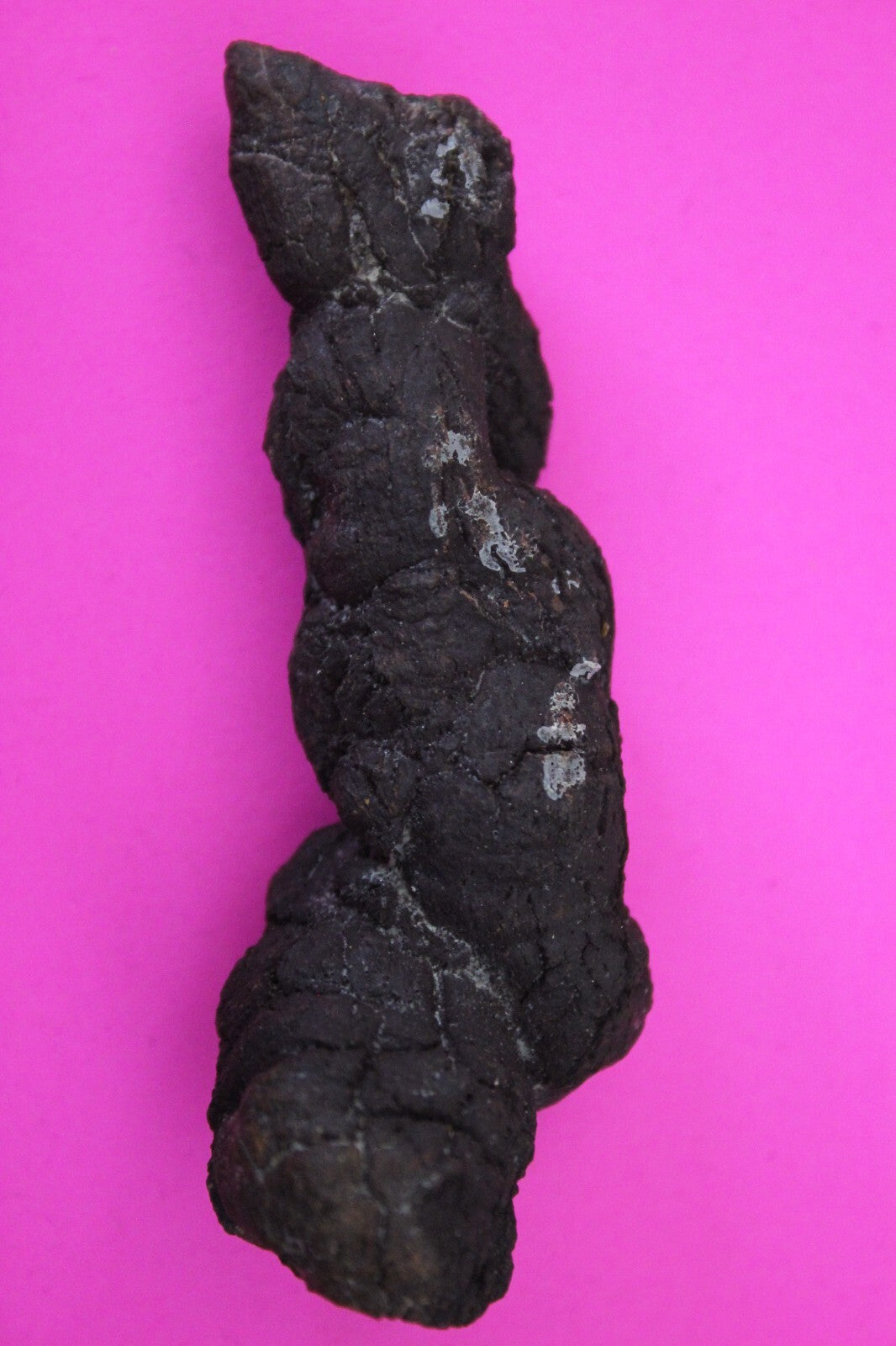 Giant Lizard Poop 5 Million Years Old Genuine Real Fossil Dinosaur Girl COA S06