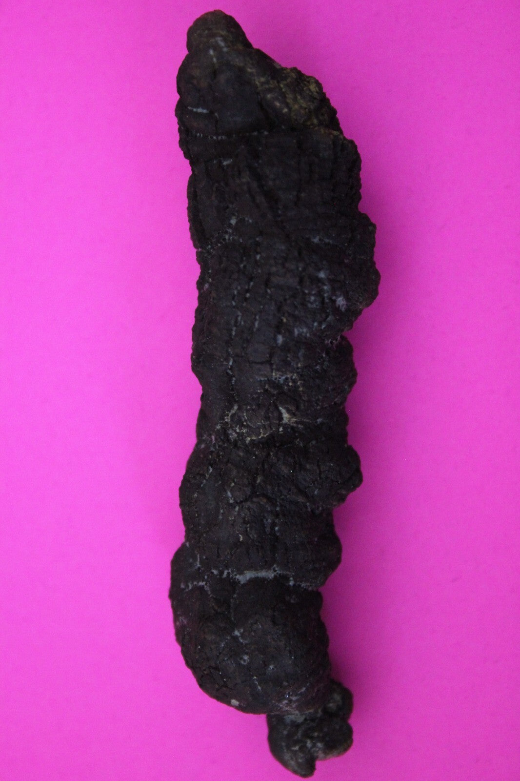 Giant Lizard Poop 5 Million Years Old Genuine Real Fossil Dinosaur Girl COA S16