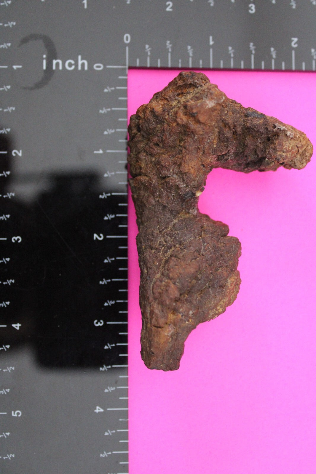 Giant Lizard Poop 5 Million Years Old Genuine Real Fossil Dinosaur Girl COA L29