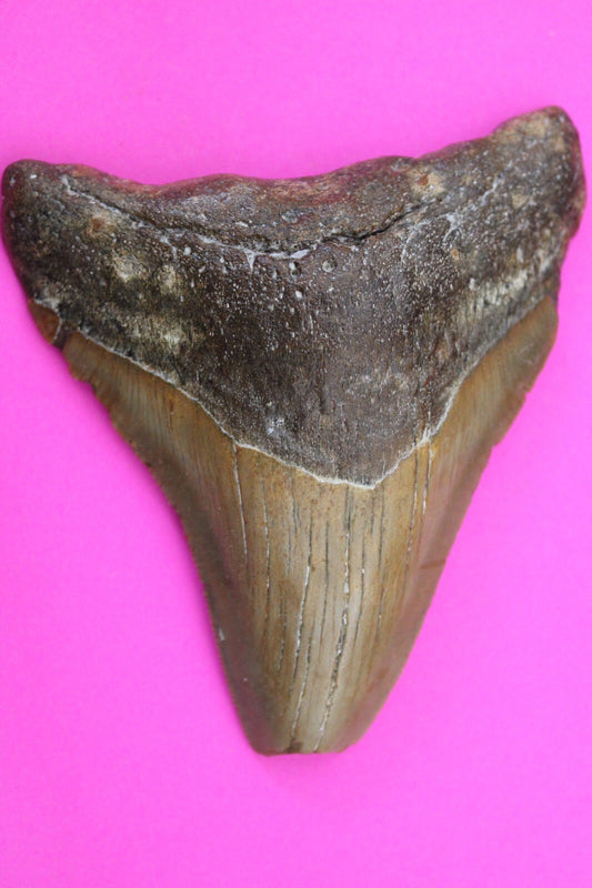 Authentic Megadolon Shark Tooth 3.75 Inch 88 Grams Fossil Dinosaur Girl COA M58