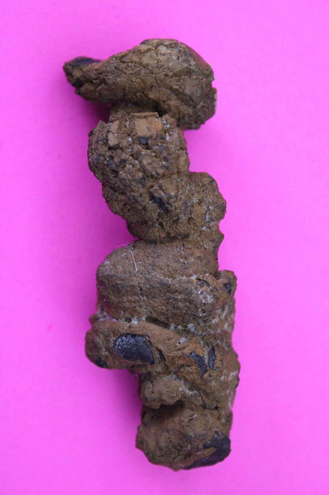 Giant Lizard Poop 5 Million Years Old Genuine Real Fossil Dinosaur Girl COA S61