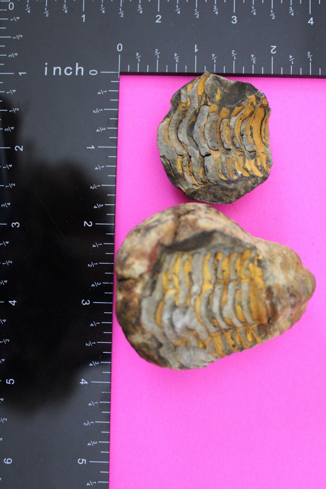 Authentic Trilobite Geode Real Fossil 450 Million Years Old Dinosaur Girl COA 15