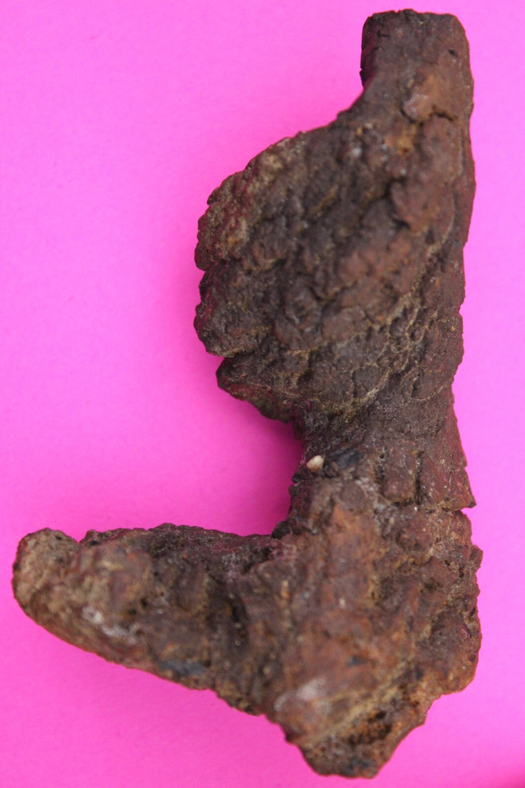 Giant Lizard Poop 5 Million Years Old Genuine Real Fossil Dinosaur Girl COA L29