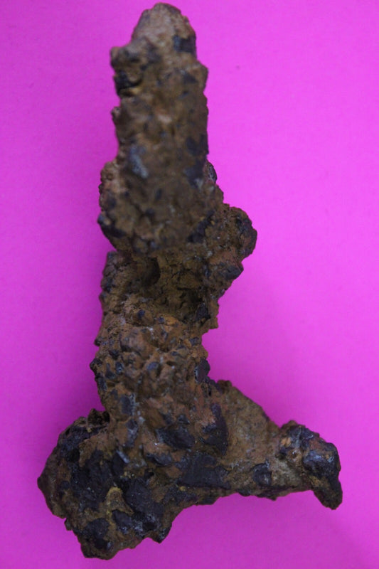 Giant Lizard Poop 5 Million Years Old Genuine Real Fossil Dinosaur Girl COA S46