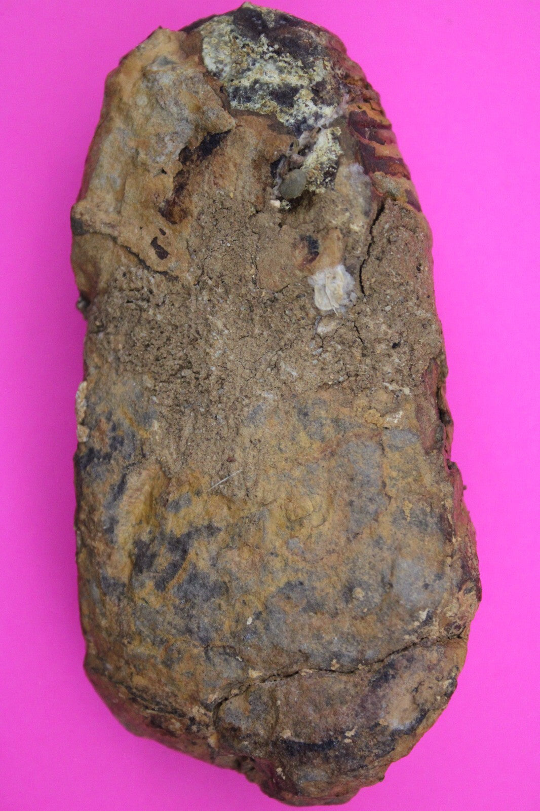 Authentic Trilobite Fossil 450 Million Years Old Genuine Dinosaur Girl COA 08