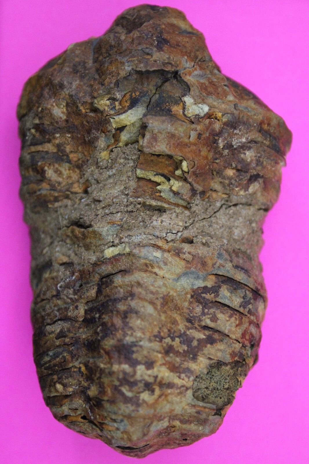 Authentic Trilobite Fossil 450 Million Years Old Genuine Dinosaur Girl COA 40