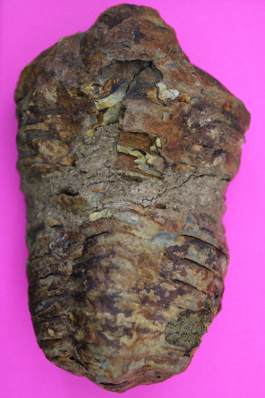 Authentic Trilobite Fossil 450 Million Years Old Genuine Dinosaur Girl COA 40