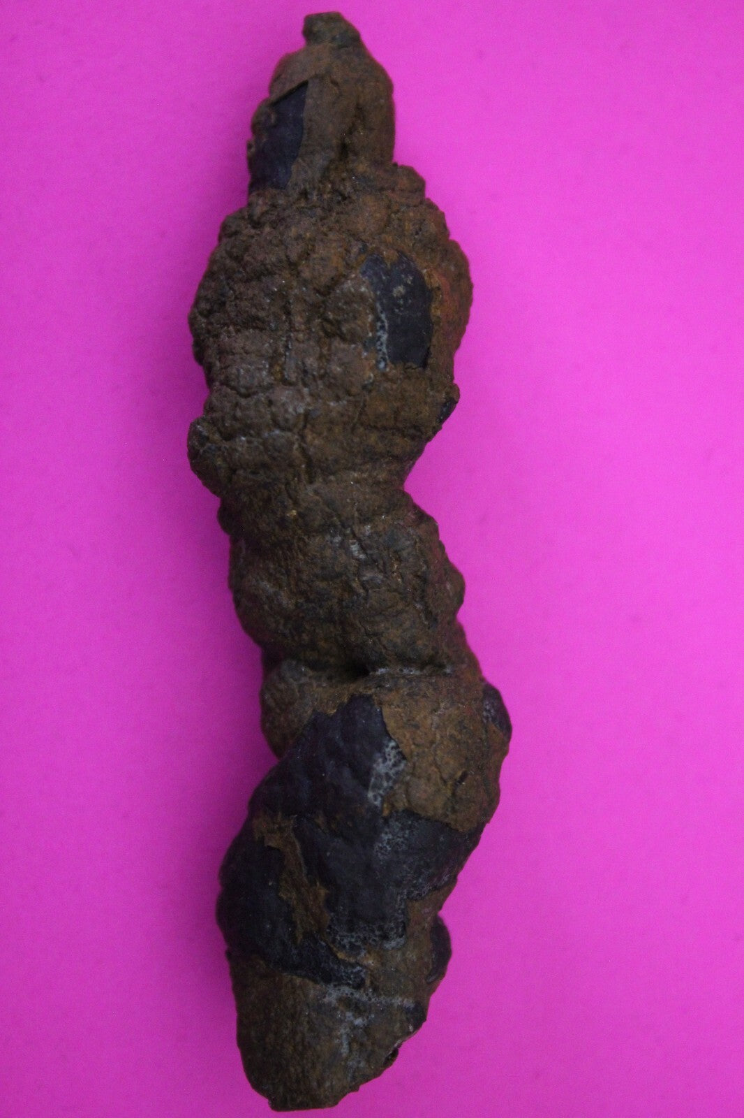 Giant Lizard Poop 5 Million Years Old Genuine Real Fossil Dinosaur Girl COA S05
