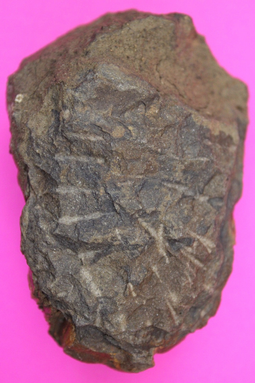 Authentic Trilobite Fossil 450 Million Years Old Genuine Dinosaur Girl COA 64