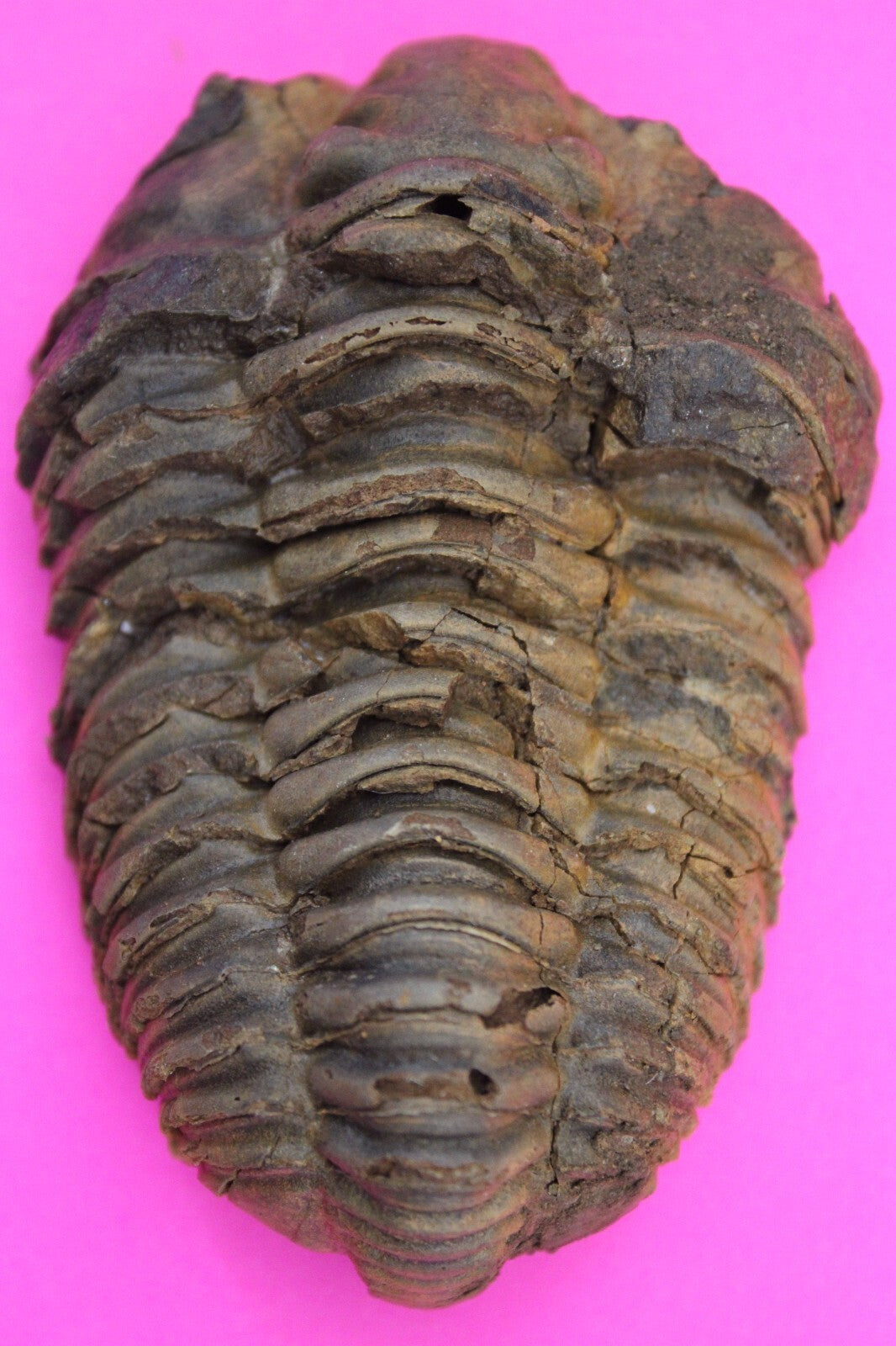 Authentic Trilobite Fossil 450 Million Years Old Genuine Dinosaur Girl COA 49