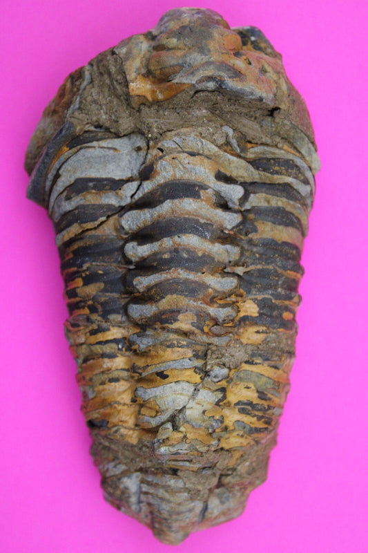 Authentic Trilobite Fossil 450 Million Years Old Genuine Dinosaur Girl COA 03