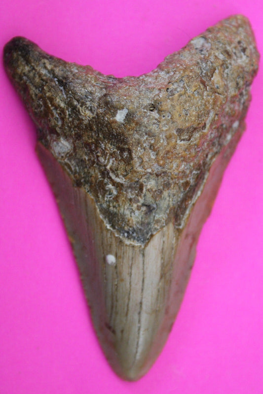 Authentic Megalodon Shark Tooth 3.04 Inches 47 Grams Fossil Dino Girl COA M06