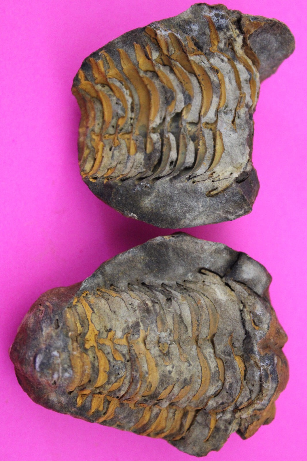 Authentic Trilobite Geode Real Fossil 450 Million Years Old Dinosaur Girl COA 11