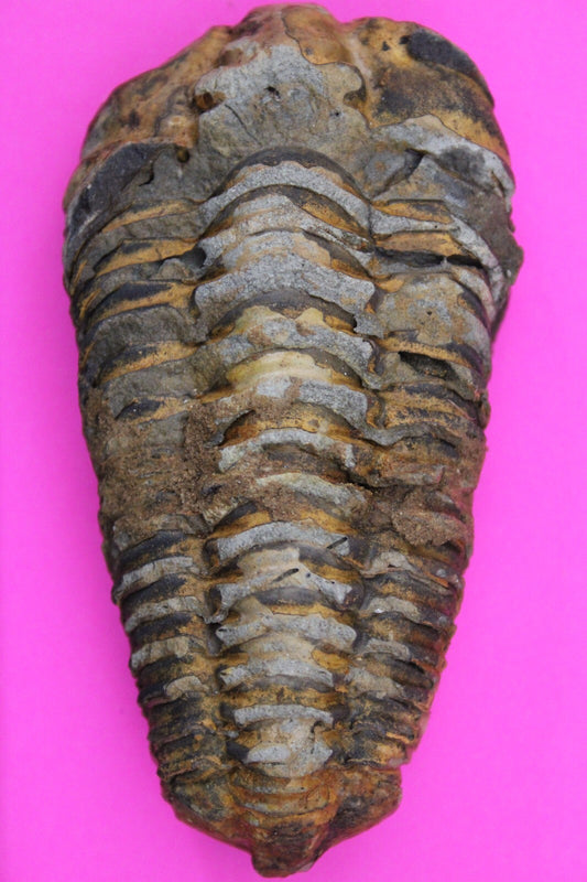 Authentic Trilobite Fossil 450 Million Years Old Genuine Dinosaur Girl COA 10