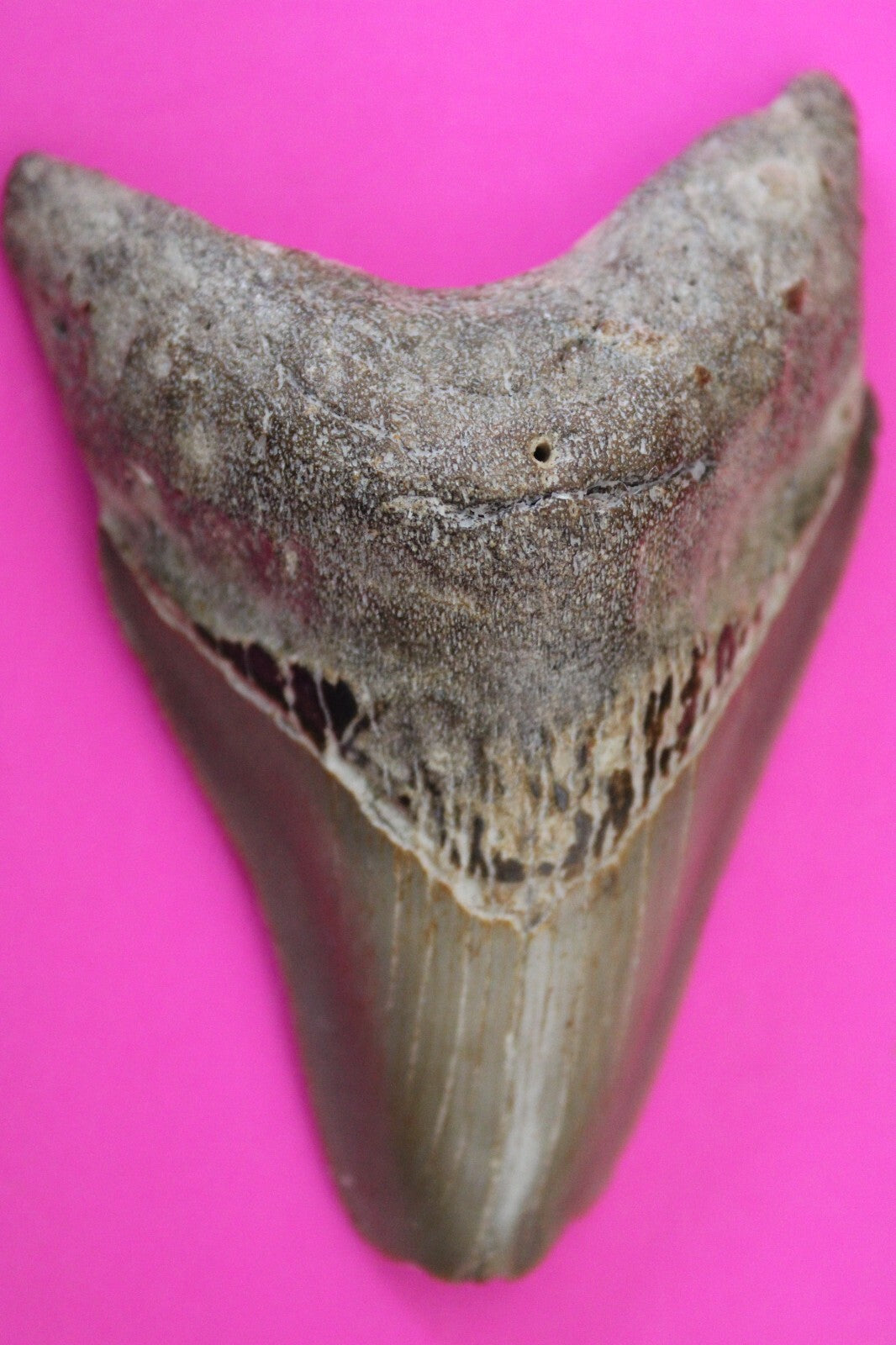 Authentic Megadolon Shark Tooth 3.55 Inch 90 Grams Fossil Dinosaur Girl COA M01