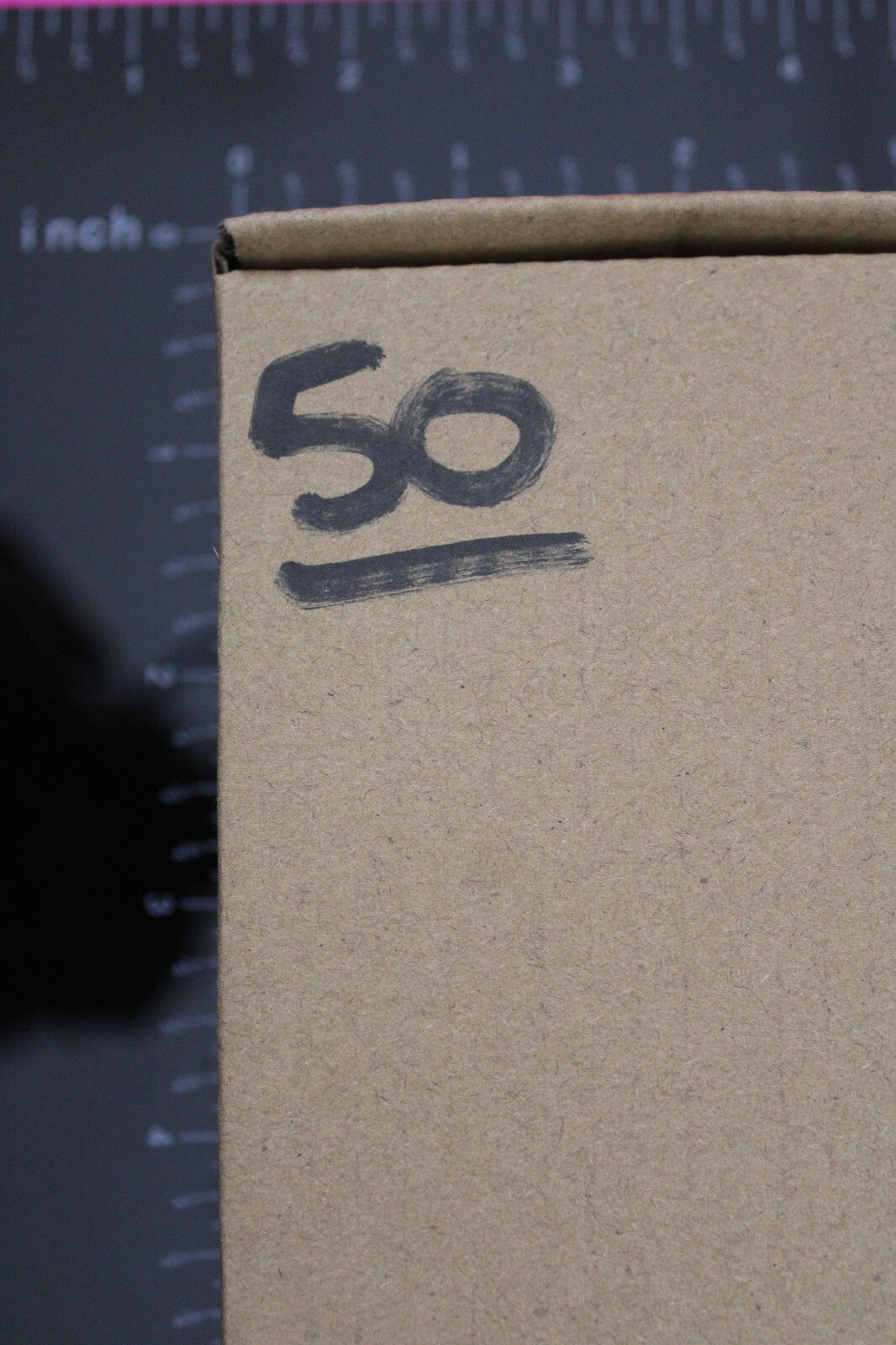 Authentic Trilobite Fossil 450 Million Years Old Genuine Dinosaur Girl COA 50