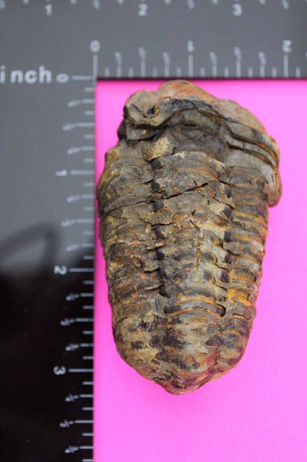 Authentic Trilobite Fossil 450 Million Years Old Genuine Dinosaur Girl COA 38
