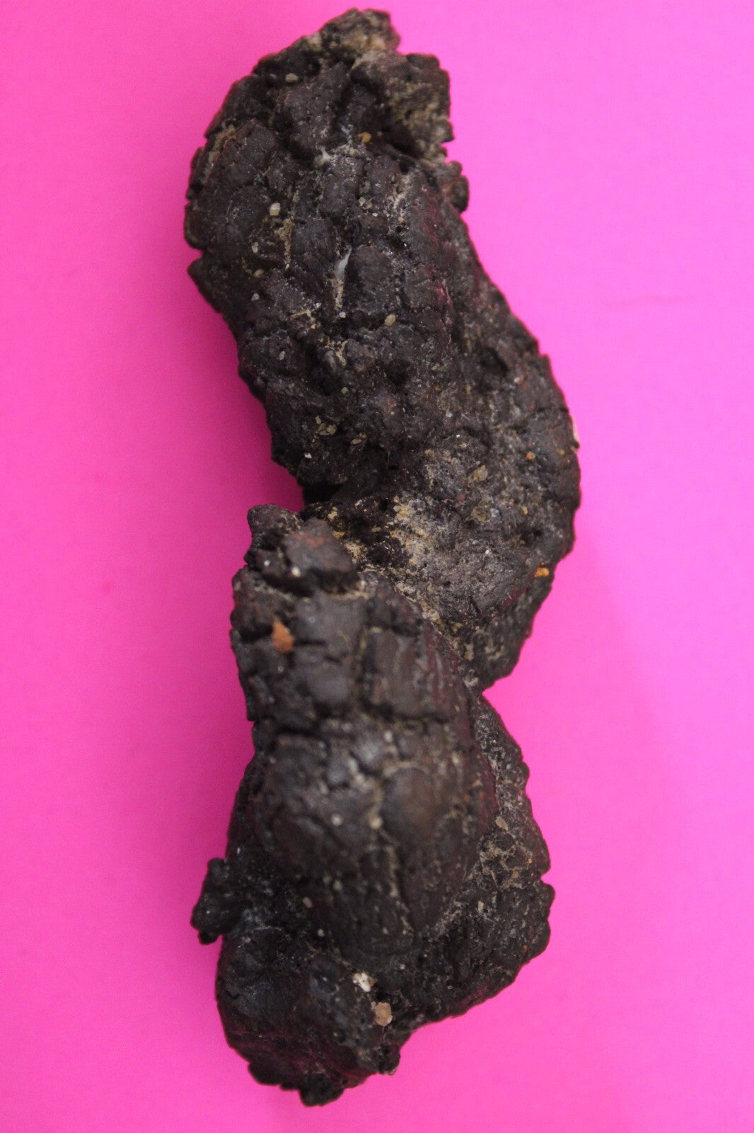 Giant Lizard Poop 5 Million Years Old Genuine Real Fossil Dinosaur Girl COA L08