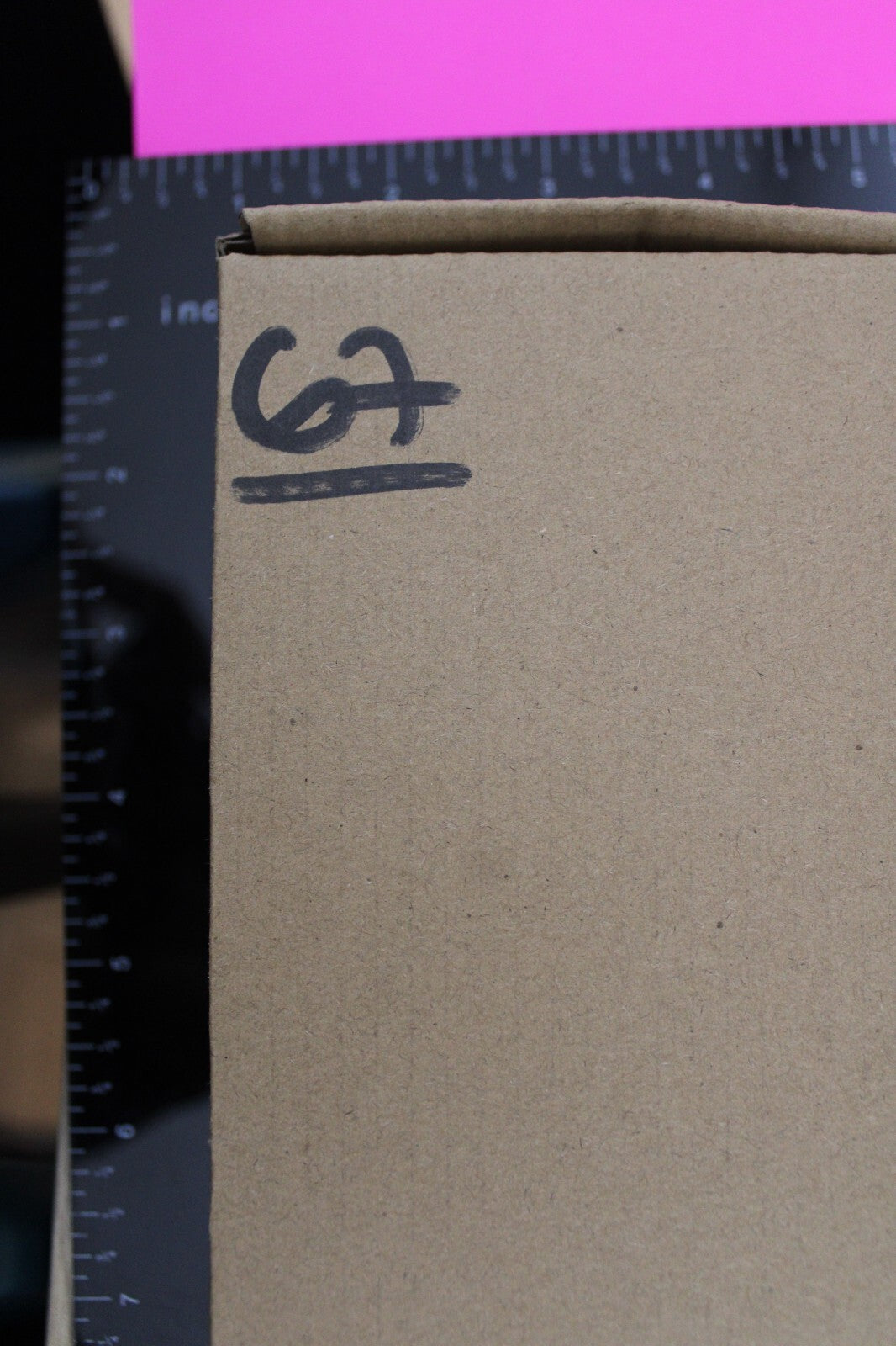 Authentic Trilobite Fossil 450 Million Years Old Genuine Dinosaur Girl COA 67