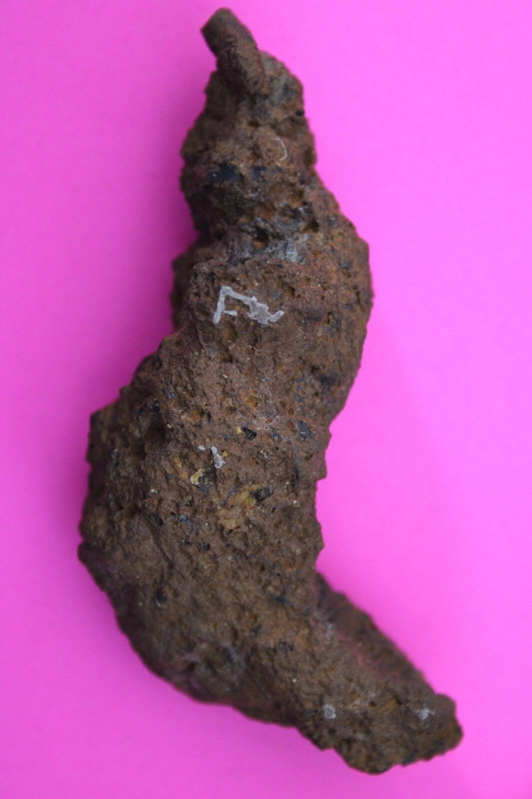 Giant Lizard Poop 5 Million Years Old Genuine Real Fossil Dinosaur Girl COA S57