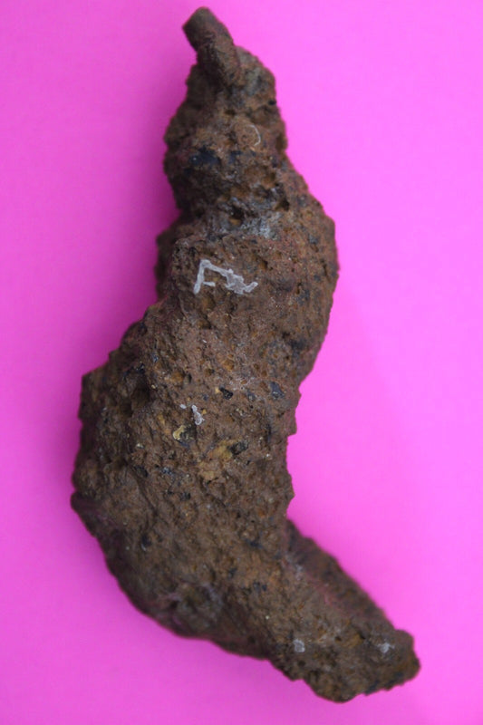 Giant Lizard Poop 5 Million Years Old Genuine Real Fossil Dinosaur Girl COA S57