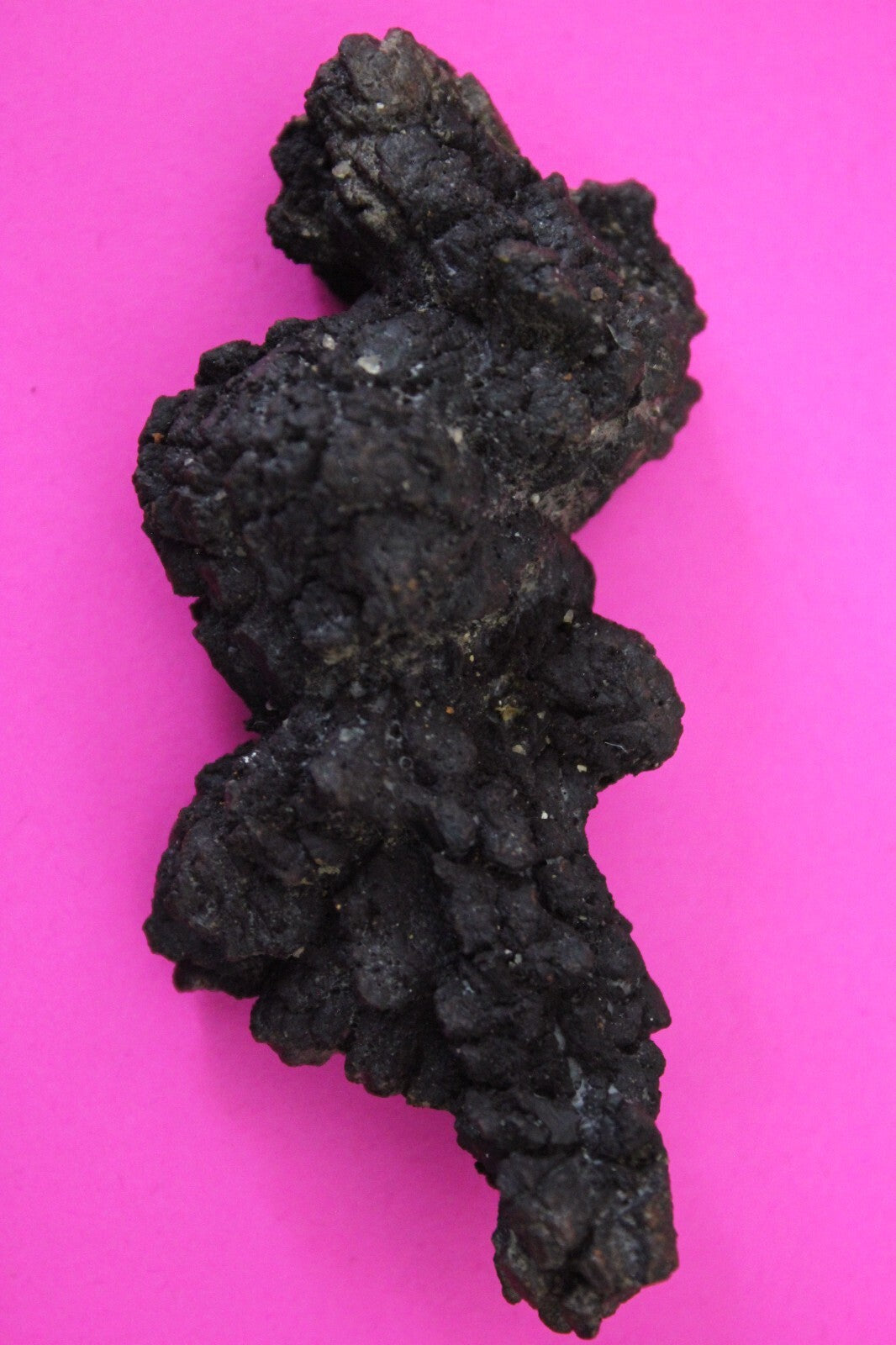 Giant Lizard Poop 5 Million Years Old Genuine Real Fossil Dinosaur Girl COA S23